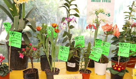  XXVI Feria de las Flores.