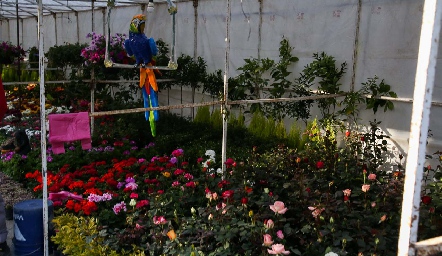  Inauguración de la Feria de las Flores.