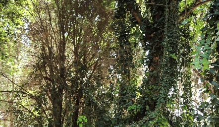  Regina Oliva y Arturo Hernández.