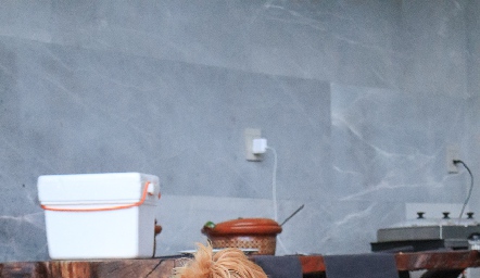  Perrito Familia González.