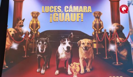  Luces, Cámara, Guauf.