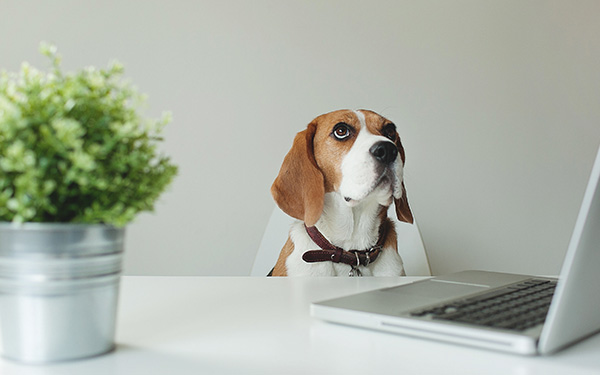 CONOCE ALGUNOS BENEFICIOS DE LLEVAR A TU PERRO A LA OFICINA