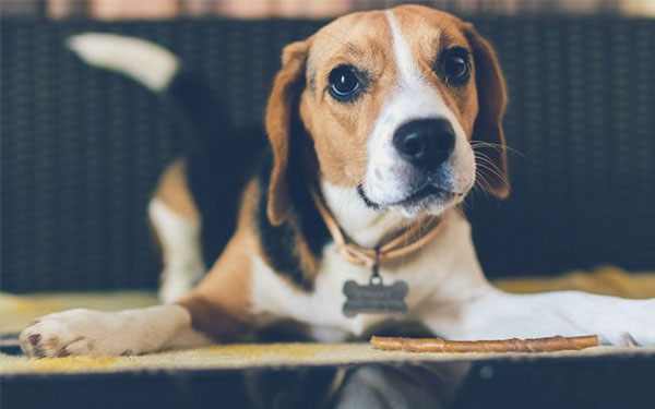 Nat Geo tuvo la mejor idea para cuidar a las mascotas de la pirotecnia en las fiestas