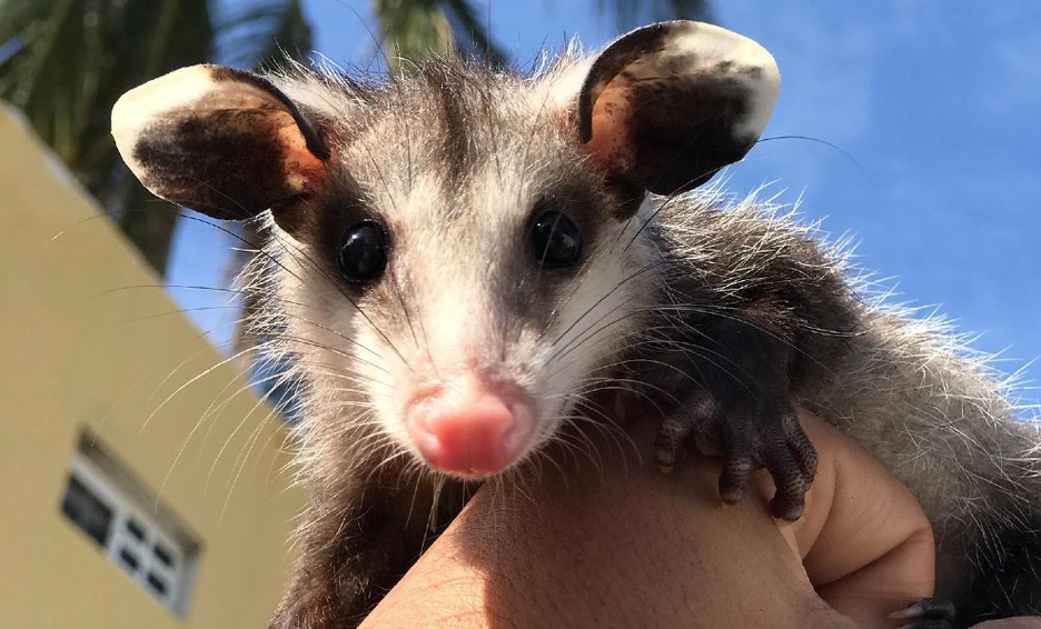 Muere tlacuache gigante que 'ayudaba a cuidar el medio ambiente'