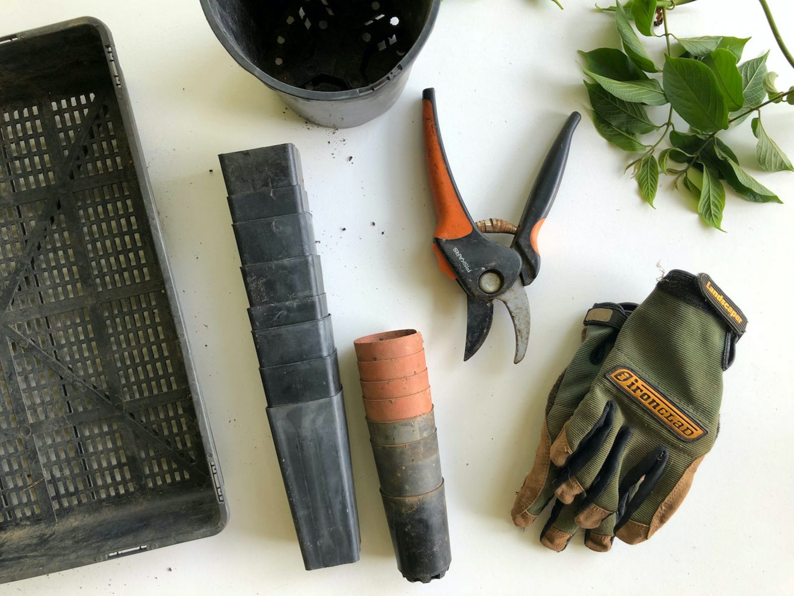 Consejos para cuidar de tus plantas en la cuarentena.