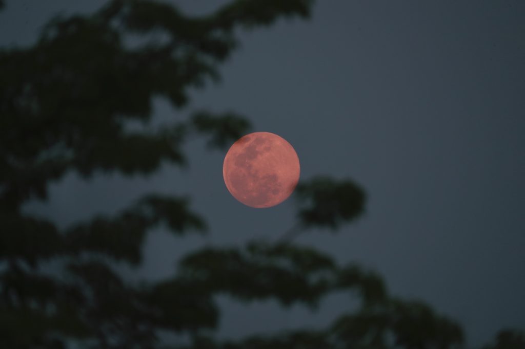 ¿Cómo, cuándo y a qué hora ver la Superluna Rosa en abril? Te lo contamos