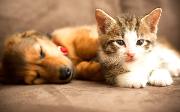 ¿Qué debo saber antes de adoptar una mascota?
