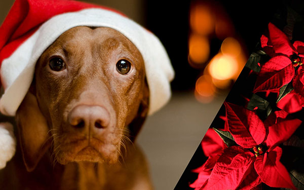 Flor de noche buena, ¡tóxica para tus mascotas!