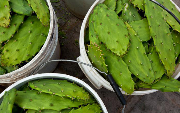 Los beneficios del nopal en la belleza