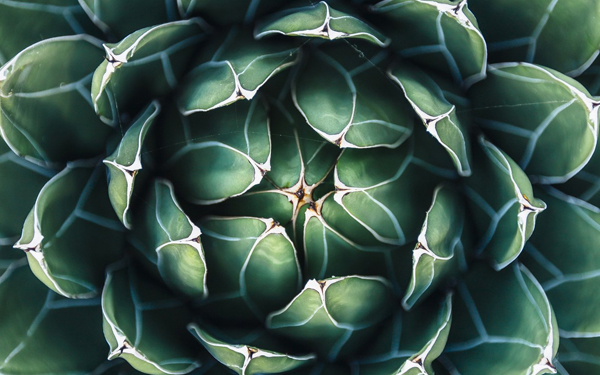S.O.S: ¡Todas mis plantas se están muriendo!