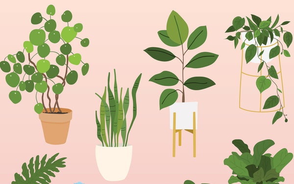 Las ‘plant ladies’ son las nuevas ‘cat ladies’
