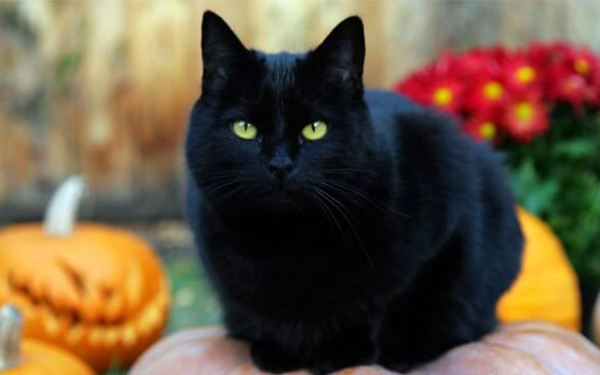“Los gatos negros son de la mala suerte” ¿mito o realidad?
