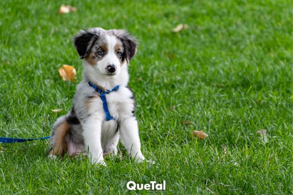 La razón por la que no debes rapar a tu perro cuando hace calor