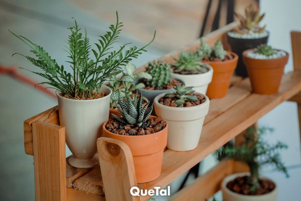 3 plantas de interior que son perfectas para apartamentos con poca luz