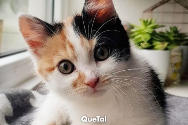 ¿Por qué son tan importantes los bigotes para los gatos?