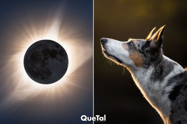 Eclipse Solar: 7 consejos para proteger a tus mascotas durante este evento astronómico y mantenerlas seguras