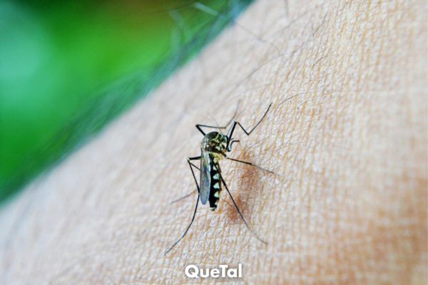 La mezcla ‘mágica’ que eliminará a los mosquitos de tu hogar en primavera