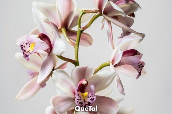 ¿Dónde poner las orquídeas para atraer el amor en 2024?