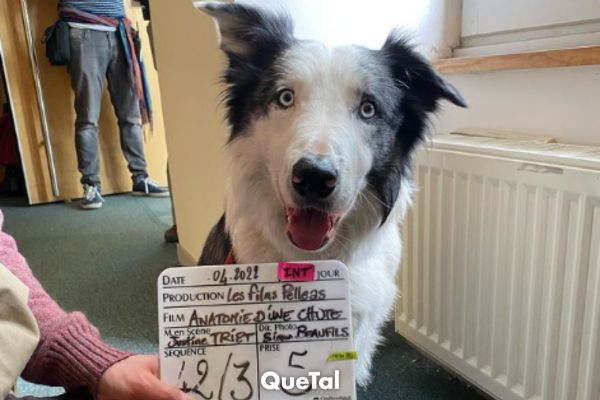 Conoce a Messi, el perrito que se robará los premios Oscar 2024