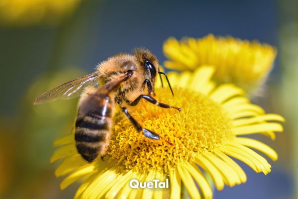 Salvar a las abejas con un nuevo sistema robótico