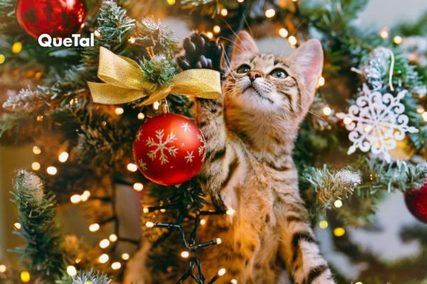 Cómo evitar que tu gato derribe tu árbol de Navidad