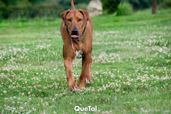 MI PERRO BABEA MUCHO, ¿ES PREOCUPANTE?