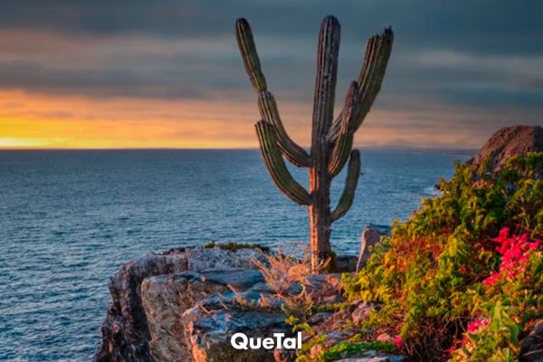 Baja California: un viaje entre viñedos, desierto y océano