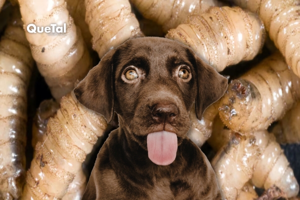 Perros entre los más afectados por el gusano barrenador