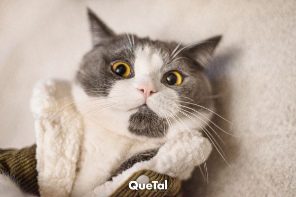 ¿Por qué son tan importantes los bigotes para los gatos?