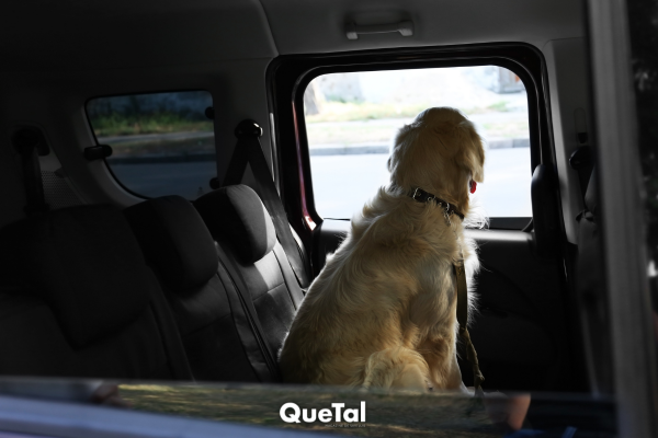Dejar a tu perro en el coche 