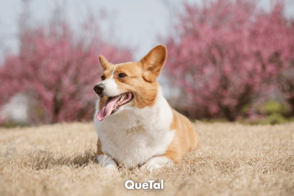 Cómo saber si tu perro tiene un golpe de calor y qué hacer al respecto