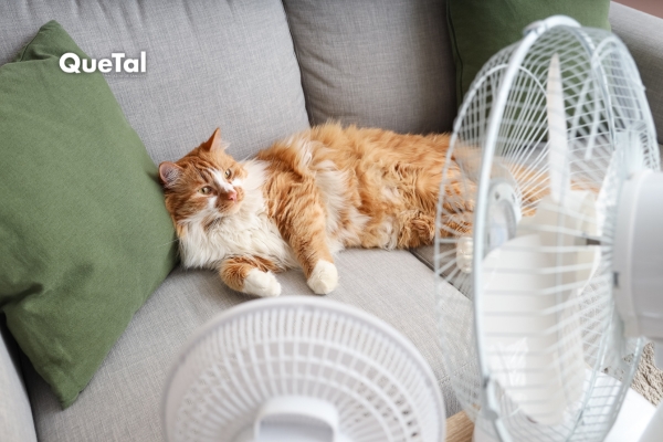 Consejos para cuidar a tu mascota en época de calor