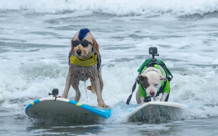 Revive los momentos más perrones del Campeonato Mundial de Surf de Perros 2022