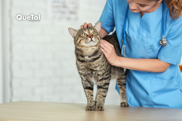 Medicamento contra el cáncer en gatos mejora 35% de los casos