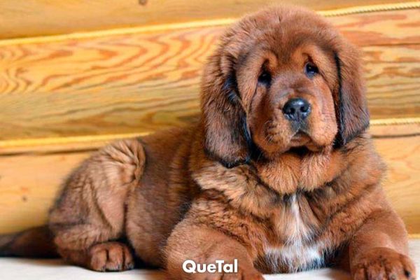 Las 3 razas de perro más caras de la historia