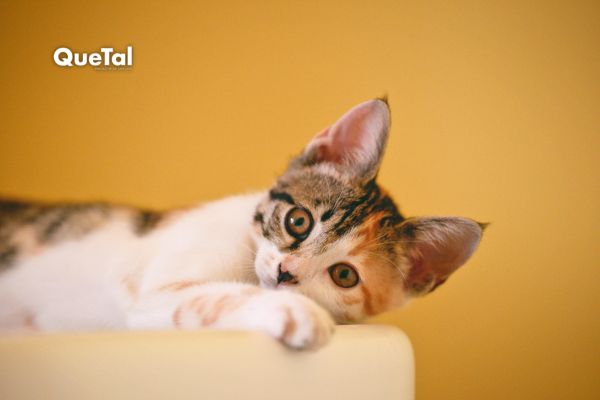 Cómo tranquilizar a tu gato por la noche según un especialista