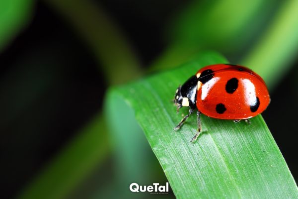 ¿Qué significa encontrar catarinas?