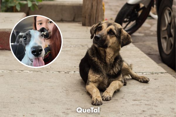 Chica pide para su cumpleaños regalos para los perritos de sus refugios