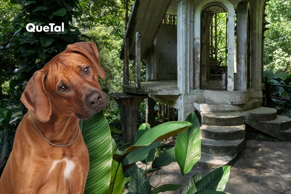 ¿Por qué no permiten mascotas en el Castillo de Edward James?