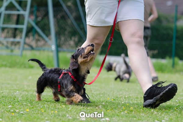 Adiestramiento canino: ¿sabes cómo educar a tu mascota?