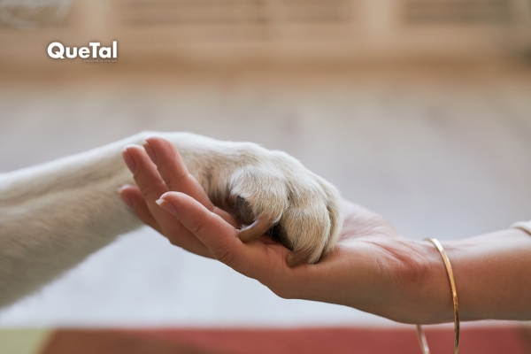 Servicios funerarios para mascotas en alza