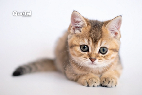 Hablarle como bebé a tu gato tiene beneficios