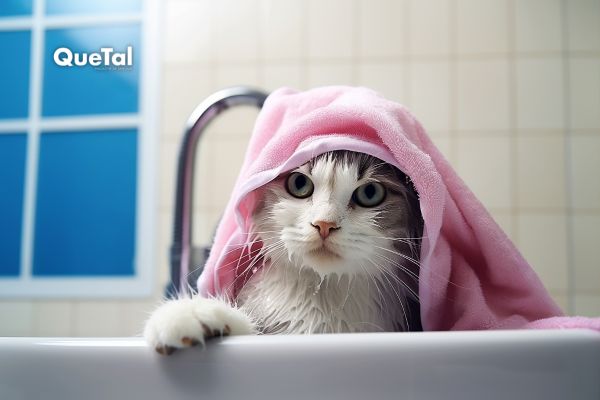 El misterio detrás del miedo de los gatos al agua