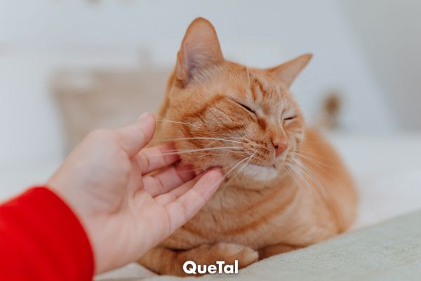 Cómo saber si tu gato te eligió como su humano favorito