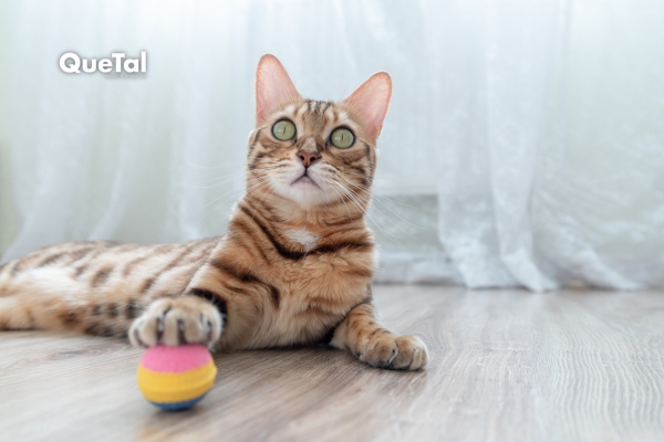 Cómo el juego mejora la salud física y emocional de tu gato
