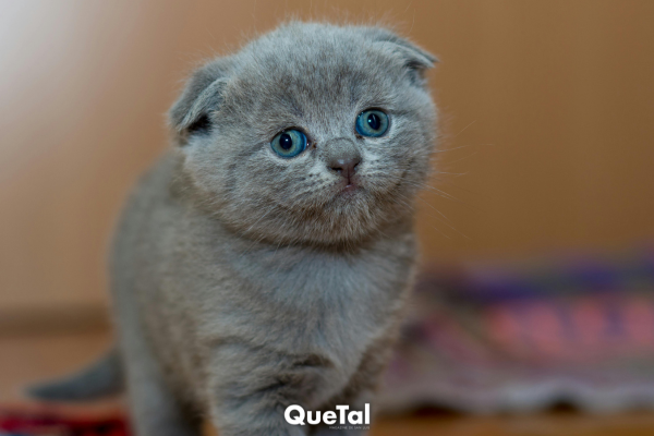 Este simple gesto mejora tu comunicación con tu gato