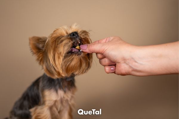 Snacks deliciosos y saludables a tu perrito