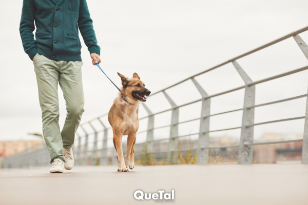 Pasear a tu perro en Irán podría llevarte a la cárcel