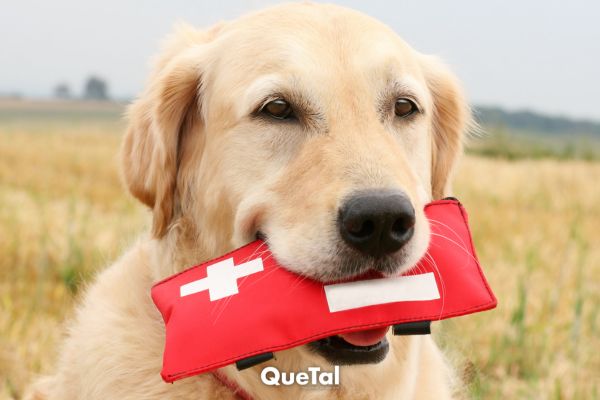 Kit de emergencia para mascotas, ¿qué debe tener?