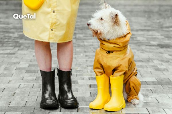 7 tips para cuidar a tu perrito en temporada de lluvias